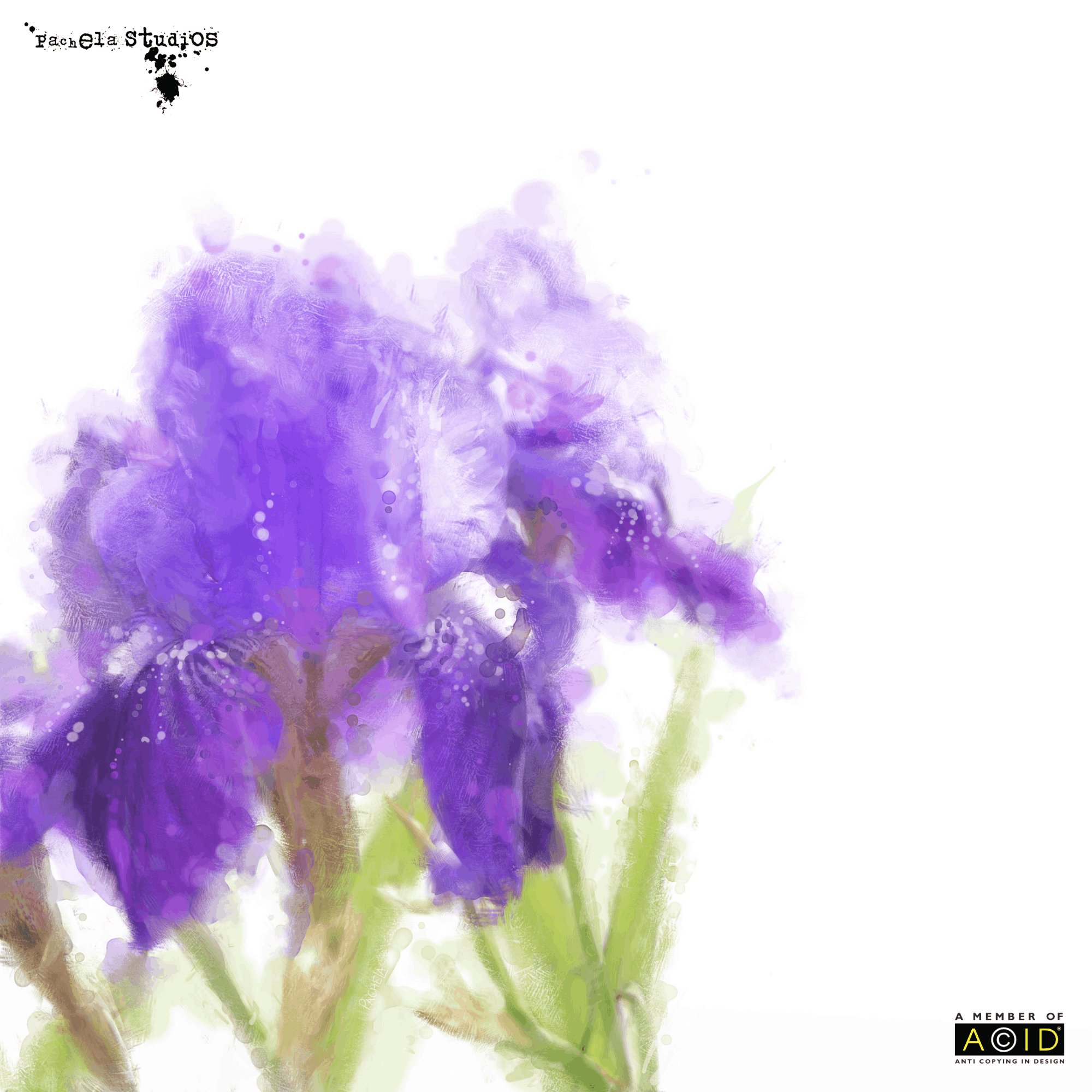 Contempory floral watercolour featuring Iris's